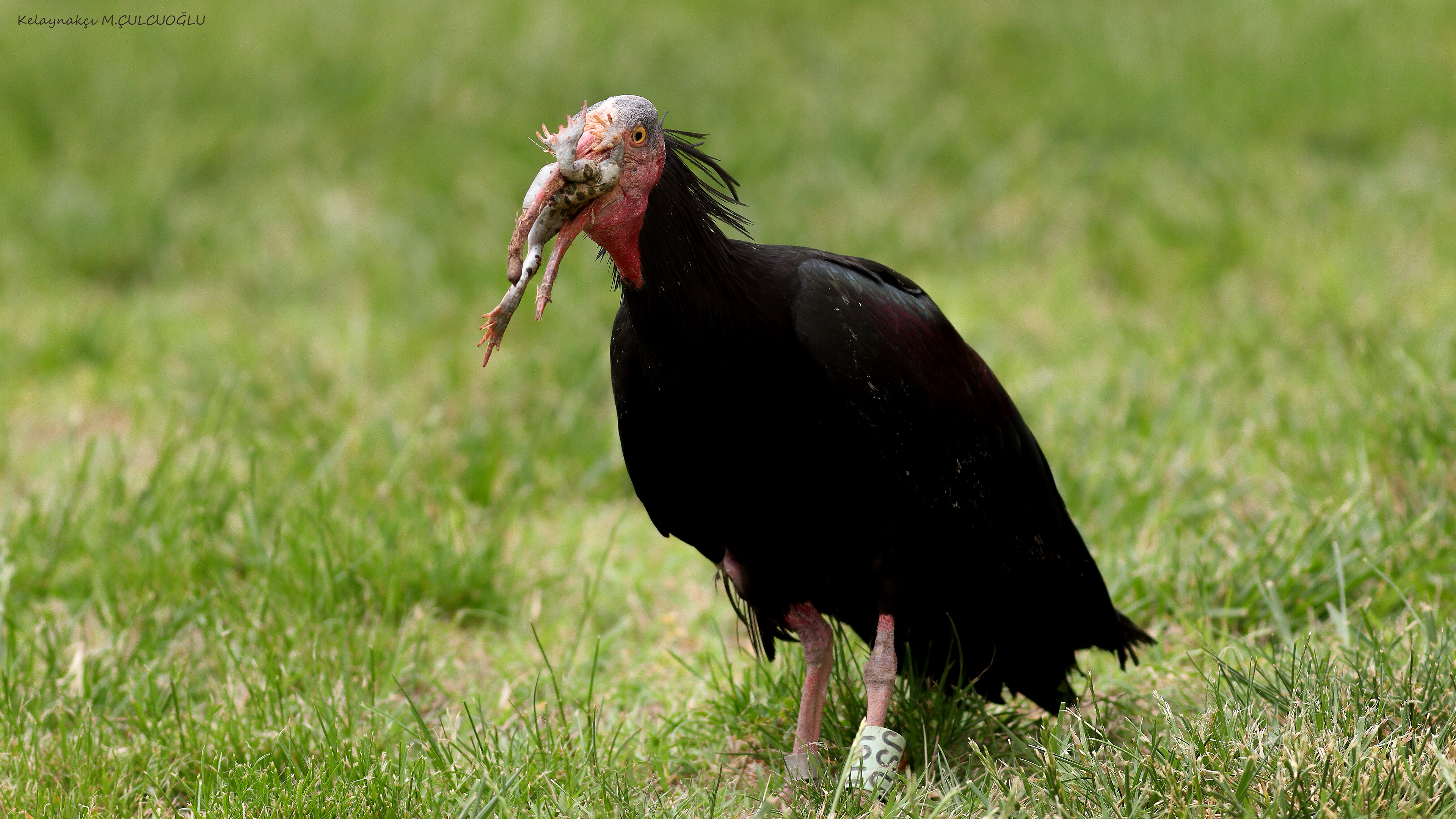 Northern Bald Ibis